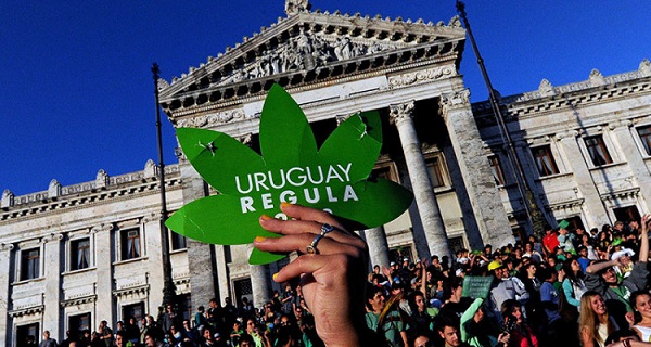 maconha uruguai legalização