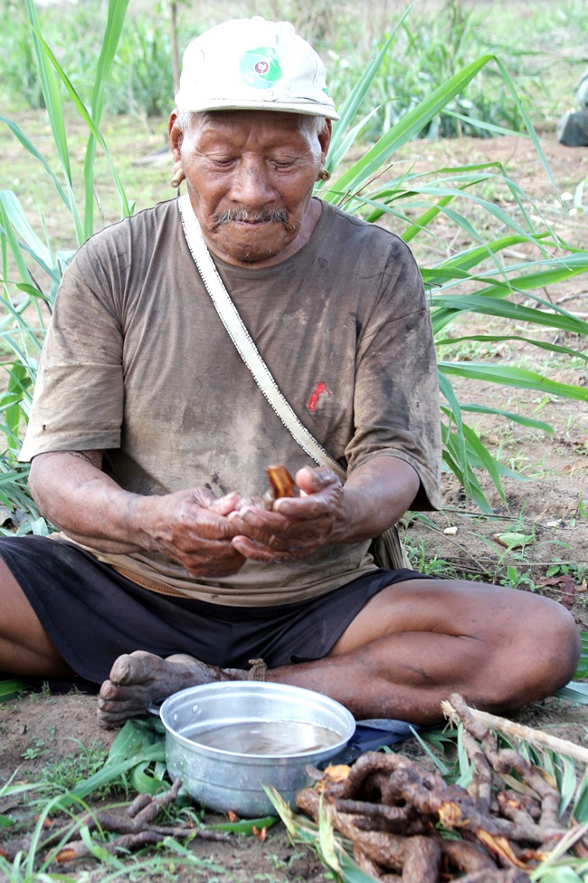 indio planta medicinal saude brasil