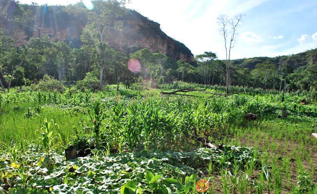 roca plantacao indios terras brasil MT