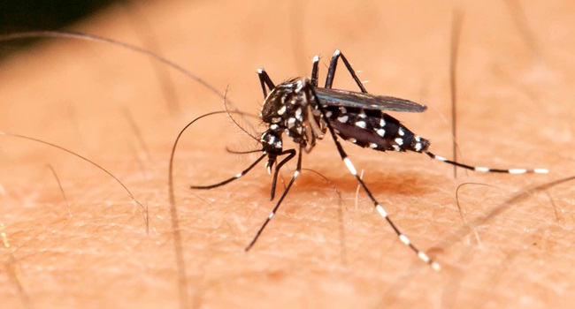 zika vírus cientista distúrbio cerebral adulto  