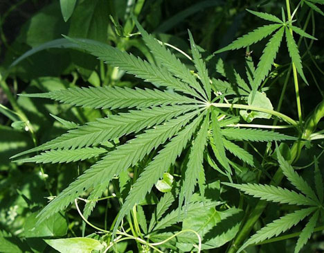 maconha obesidade