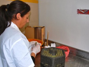 tratamento câncer maconha