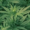 A origem da proibição da maconha maconha-cannabis