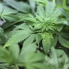 Conheça as doenças que podem ser tratadas com maconha maconha-medicinal