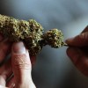 Brasileiros querem reverter legalização da maconha no Uruguai maconha-uruguai