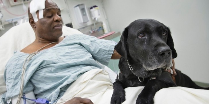 cão guia metrô nova york