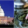 Maconha é legalizada em mais dois estados e um distrito dos EUA maconha-eua