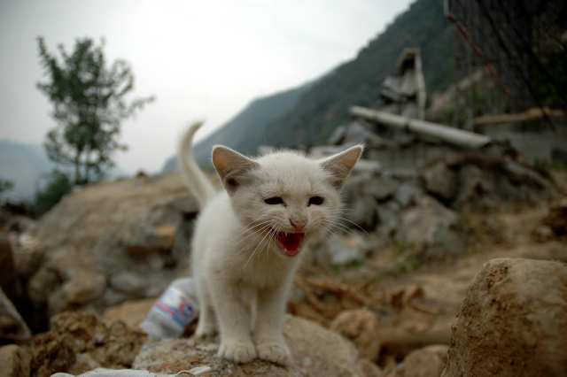 animais prever terremotos antecedência