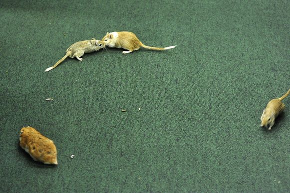 ratos cpi petrobras vaccari pt