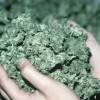 Uso de maconha não aumentou após a legalização nos EUA 200423600-001