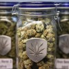 Colorado se espanta com impostos arrecadados após legalização da maconha colorado-maconha