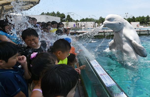 -- AFP PICTURES OF THE YEAR 2015 -- A beluga whale sprays water towards visitors during a summer attraction at the Hakkeijima Sea Paradise aquarium in Yokohama, suburban Tokyo on July 20, 2015. Tokyo's temperature climbed over 34 degree Celsius on July 20, one day after the end of the rainy season. AFP PHOTO / Toshifumi KITAMURA