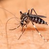cientistas-descobrem-novo-disturbio-cerebral-em-adultos-ligado-ao-zika-virus
