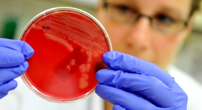 evolução bactérias resistente antibióticos ameça humanidade