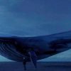baleia-azul-jogo-suicida-preocupa