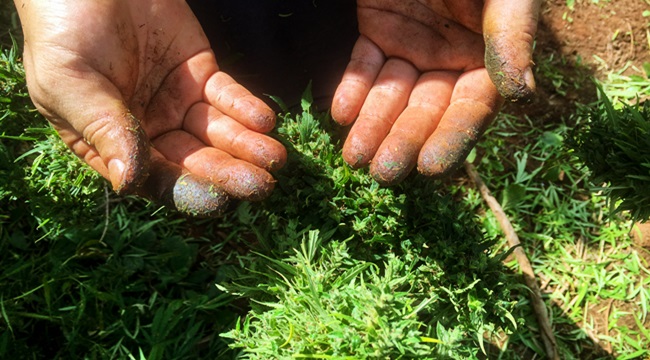 destrinchando maconha paraguaia tráfico de drogas