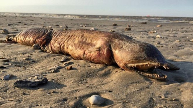 criatura estranha encontrada mar Texas