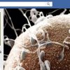 Venda ilegal de esperma cresce no Brasil através do Facebook venda-ilegal-de-esperma-facebook