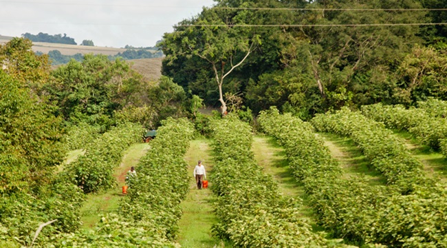 de onde vem comida mesa agricultura familiar governo temer