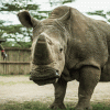 ultimo-rinoceronte-branco-do-norte-macho-morreu