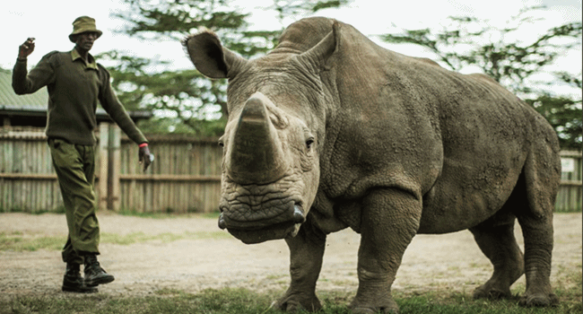 Último rinoceronte-branco macho morreu