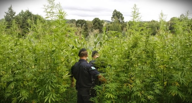 lados do Polígono da Maconha polícia federal pernambuco