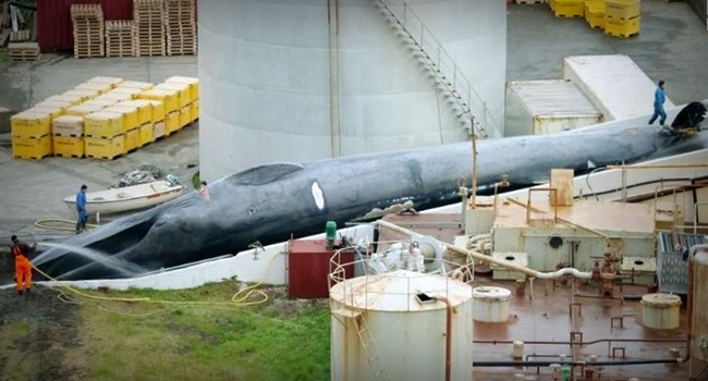 assassinato de maior animal do planeta causa polêmica internacional baleia azul Islândia 