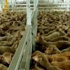 exportacao-de-animais-vivos-e-crueldade-e-pessimo-negocio-para-o-brasil