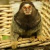 virus-zika-macacos-acende-sinal-de-alerta