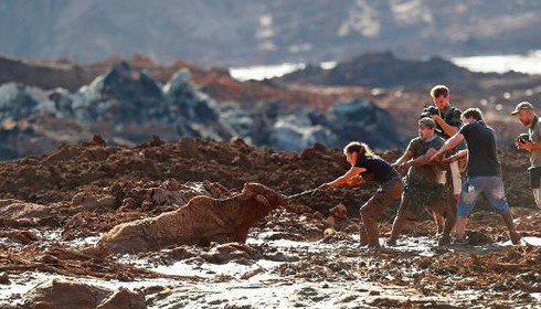 animais brumadinho