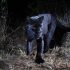“Pantera negra” é fotografada pela 1ª vez depois de 100 anos pantera-negra-e-fotografada-pela-1a-vez-depois-de-100-anos