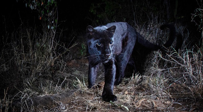 Pantera negra fotografada depois anos leopardo negro africano quênia