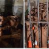 26 presos em uma cela construída para caber 6 presos-cela-construida-para-caber-6