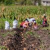 agricultores-sergio-moro