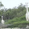 girafas-brancas