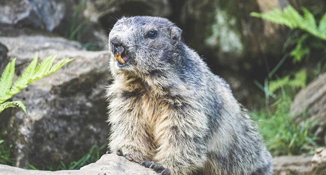 Adolescente morre de peste bubônica após comer carne de marmota