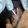 morcegos-coronavirus