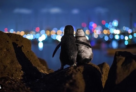 foto pinguins