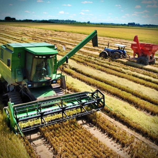 Agrotóxico arroz toxinas acima permitido saúde governo bolsonaro