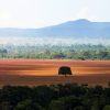 acao-sustentavel-tradings-agricolas-estrangeiras-cerrado