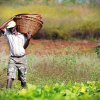 papel-agricultura-familiar-superacao-crise-pandemia