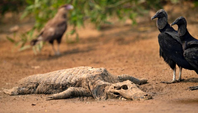 Incêndios mataram milhões animais Pantanal estudo