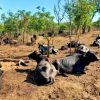 abandono-bufalos-brotas-maiores-casos-maus-tratos-animais-vistos-brasil