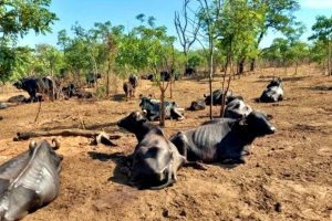 abandono-bufalos-brotas-maiores-casos-maus-tratos-animais-vistos-brasil