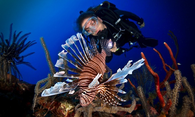 aquários oceano atlântico peixe-leão pesadelo Américas Caribe