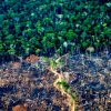 desmatamento-legal-ameaca-clima-alertam-cientistas