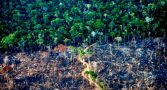 desmatamento-legal-ameaca-clima-alertam-cientistas