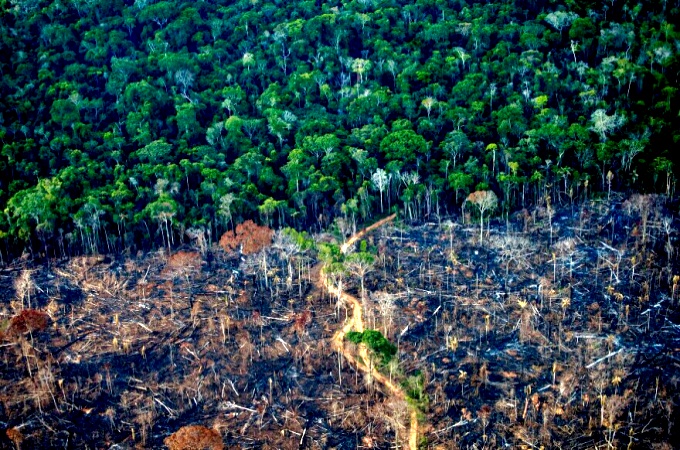 Desmatamento legal ameaça clima planeta alertam cientistas
