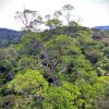 segunda-maior-arvore-amazonia-encontrada-expedicao