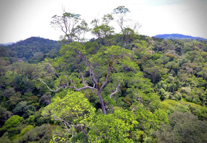 Segunda maior árvore Amazônia encontrada expedição Amapá
